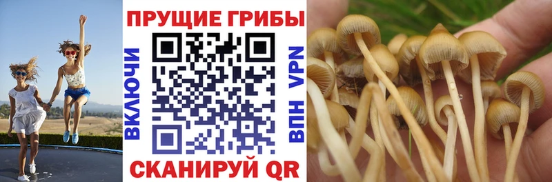 Псилоцибиновые грибы мицелий Азнакаево